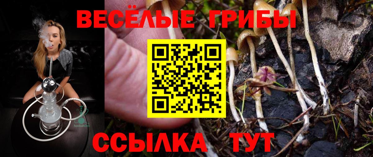 Галлюциногенные грибы Psilocybine cubensis Абинск